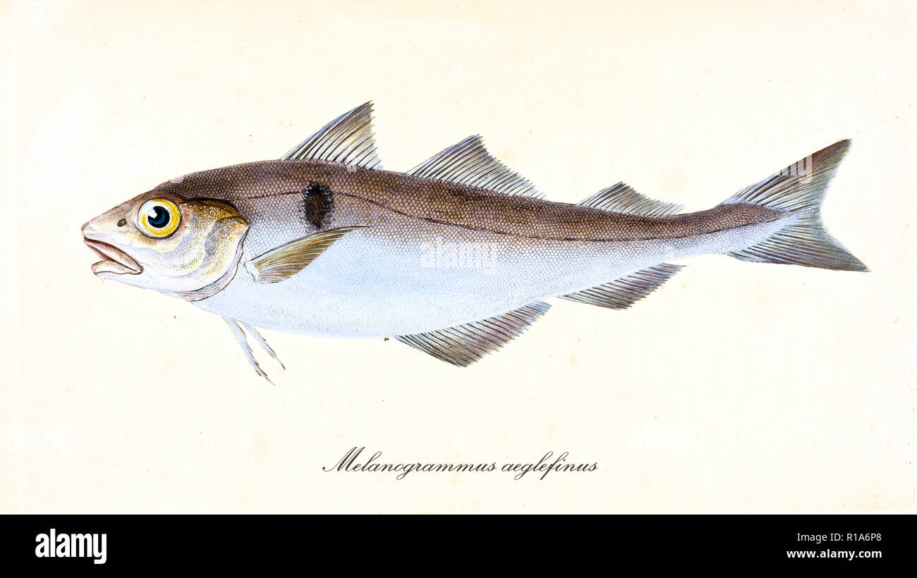 Image de couleurs antiques d'églefin (Melanogrammus aeglefinus), vue latérale des poissons avec sa peau argentée et brunâtre, élément isolé sur fond blanc. Par Edward Donovan. Londres 1802 Banque D'Images