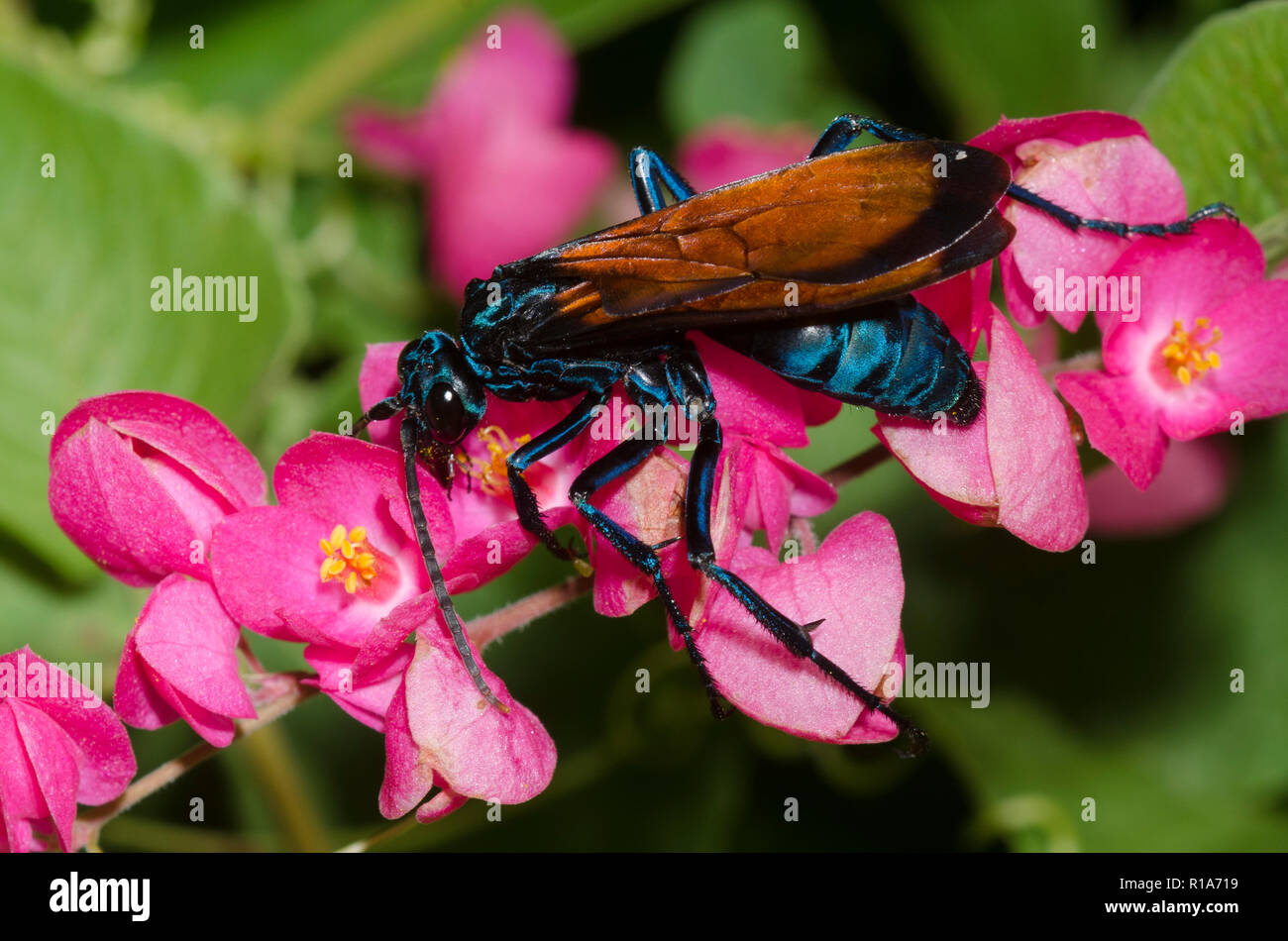 Tarantula Hawk, Pepsis sp., sur coral vine, Antigonon leptopus Banque D'Images