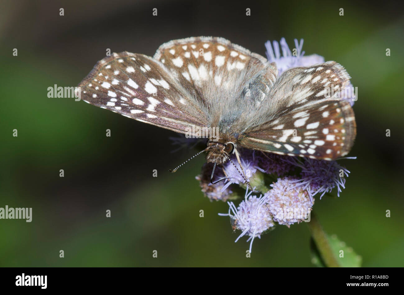 Skipper tropical à damier, Burnsius oileus, femelle sur fleur de brume, Conoclinium sp. Banque D'Images