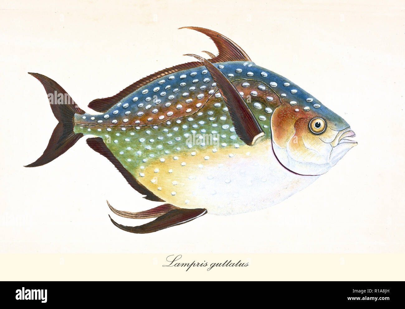 Image de couleurs antiques des dieux (Lampris guttatus), vue de côté de l'arrondi de couleur plusieurs poissons avec sa peau parsemée de points blancs, éléments isolés. Par Edward Donovan. Londres 1802 Banque D'Images