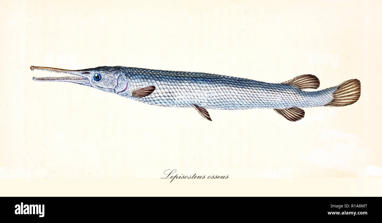 Image de couleurs antiques de lépisosté osseux (Lepisosteus osseus), vue latérale du poisson long argenté avec sa bouche, l'élément isolé sur fond blanc. Par Edward Donovan. Londres 1802 Banque D'Images