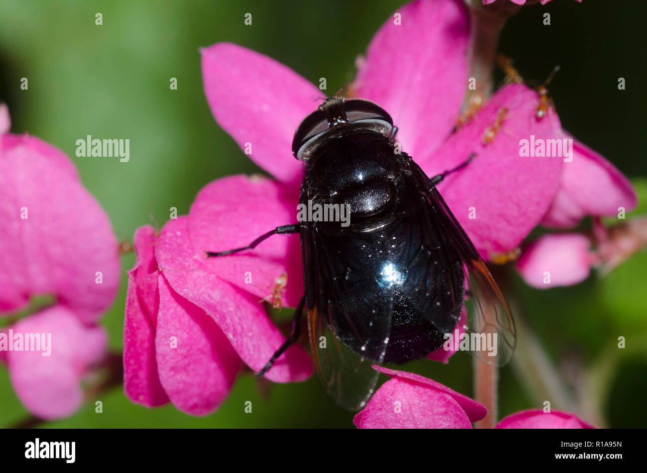 Cactus mexicain Fly, Copestylum mexicanum, sur coral vine, Antigonon leptopus Banque D'Images