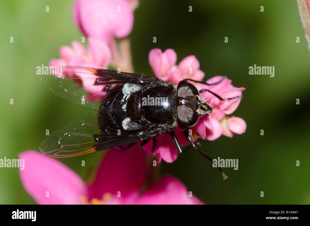Cactus mexicain Fly, Copestylum mexicanum, sur coral vine, Antigonon leptopus Banque D'Images