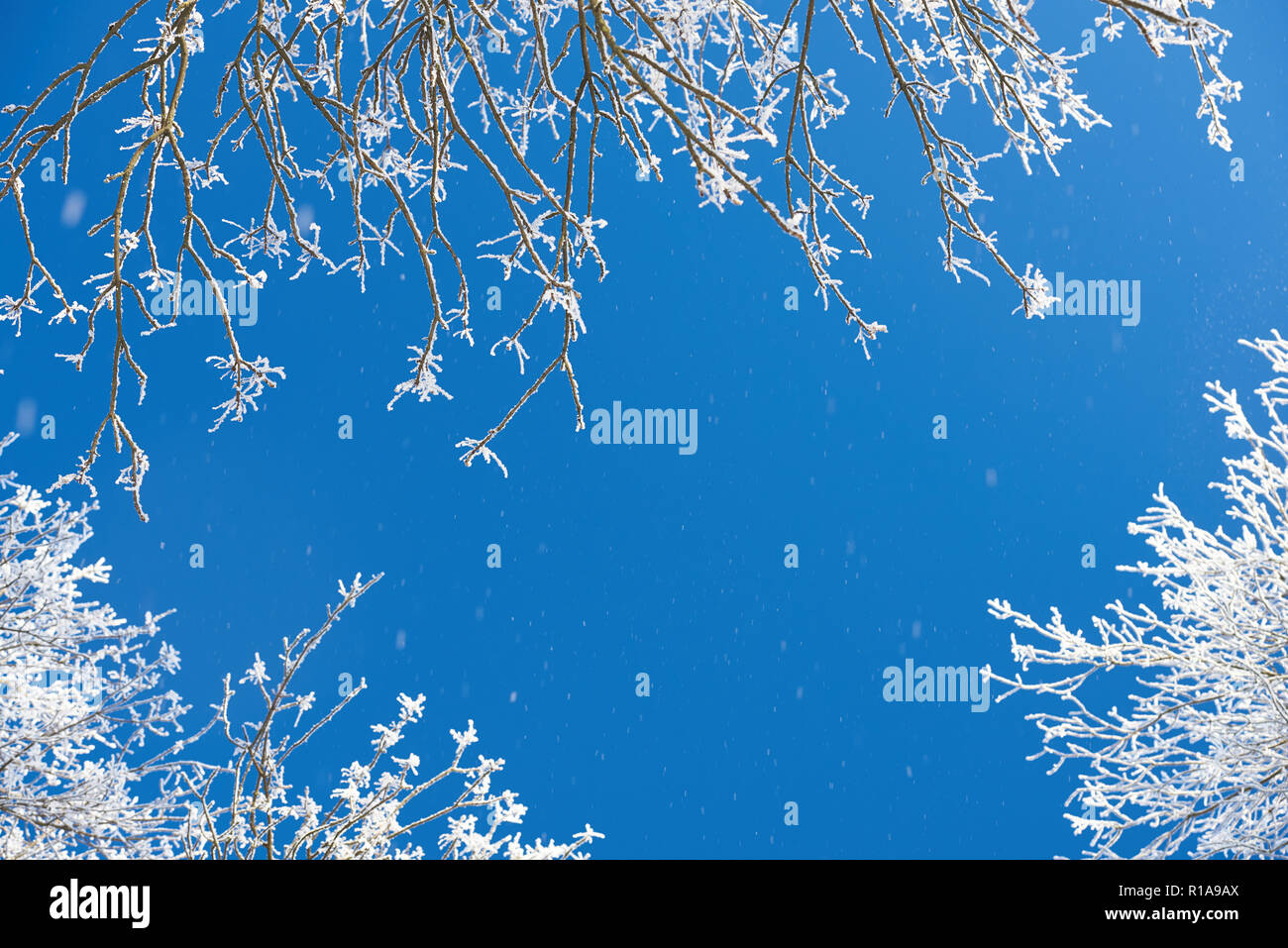 La neige qui tombe des arbres sur fond de ciel bleu clair d'hiver Banque D'Images