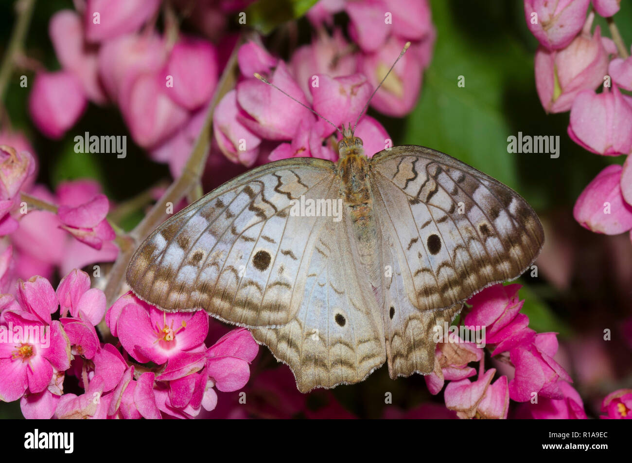 Anartia jatrophae, Paon blanc, sur coral vine, Antigonon leptopus Banque D'Images