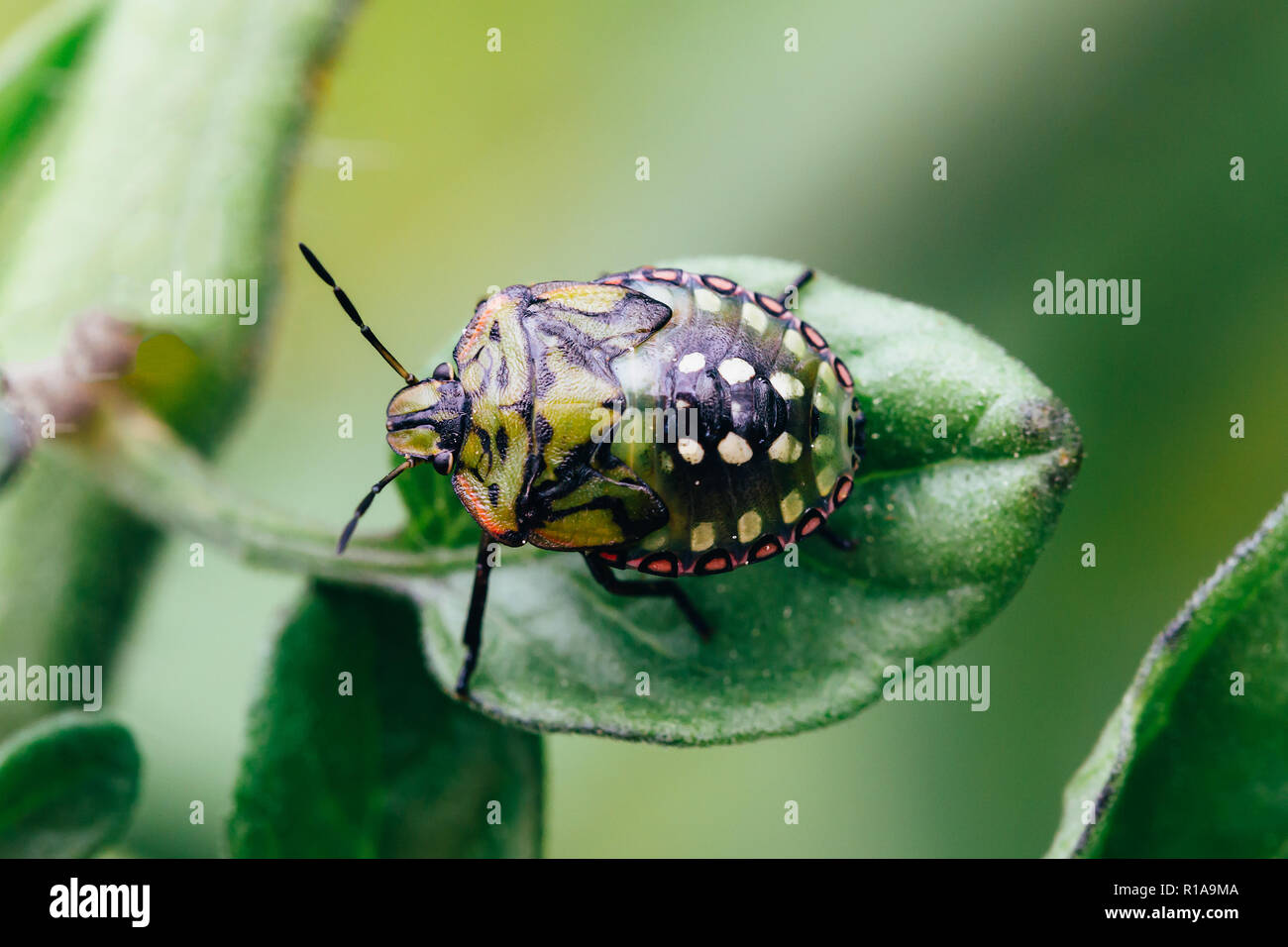 Nezara viridula ou green stink bug. Banque D'Images