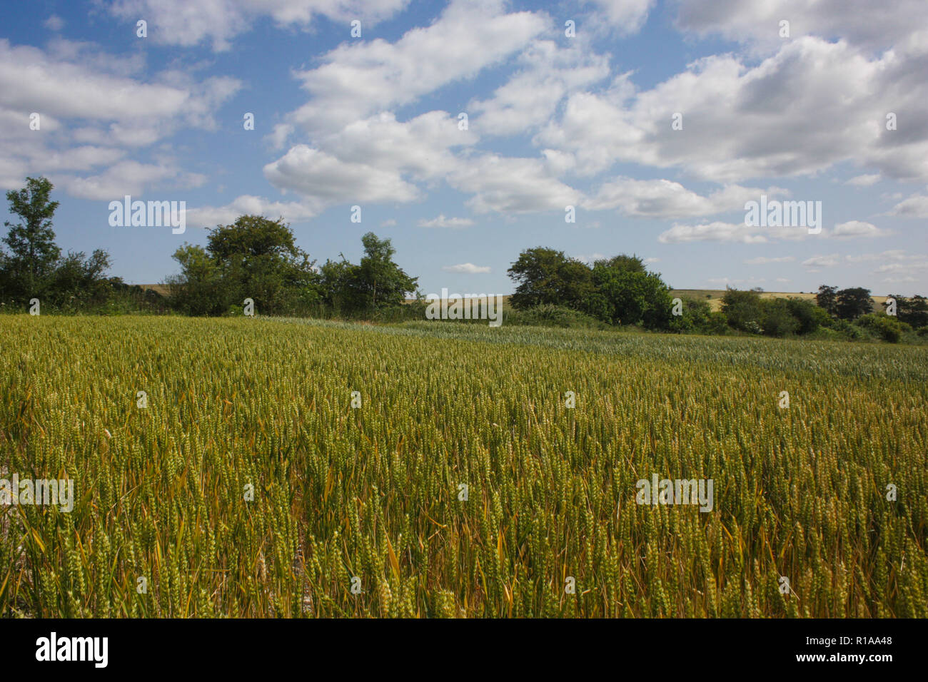Des champs de blé en juillet dans le sud de l'Angleterre Banque D'Images
