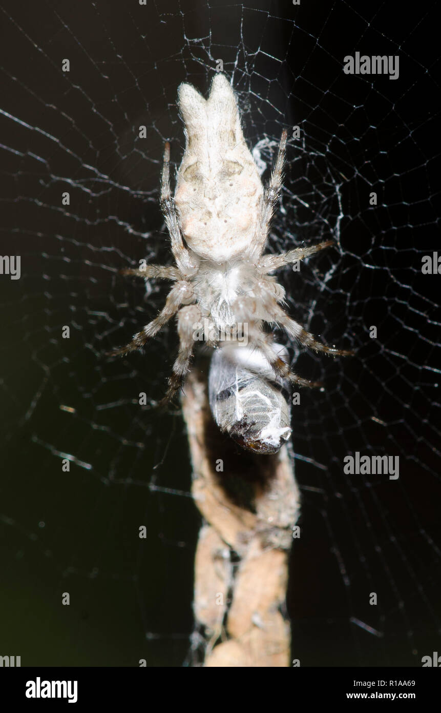 Tissage Orb Spider, Allocyclosa bifurca, avec les proies Banque D'Images
