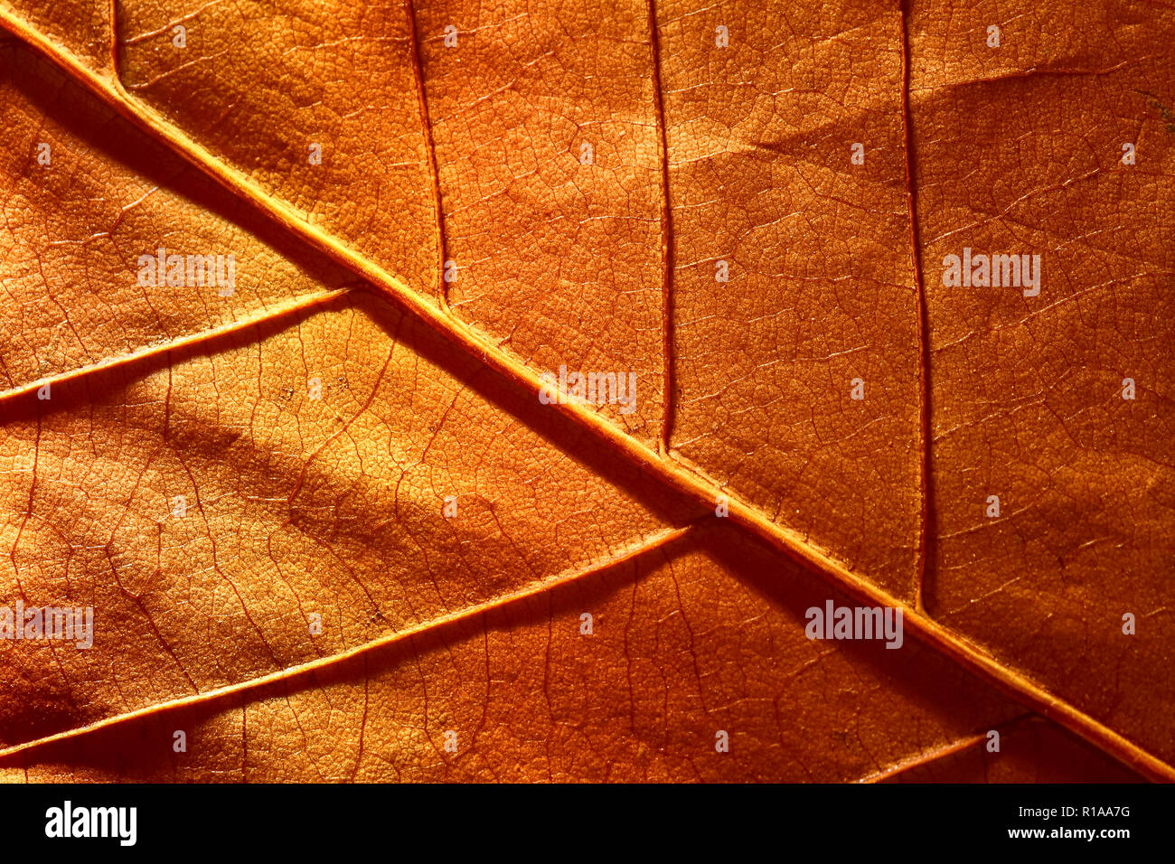 Vue macro d'une feuille d'arbre d'automne Banque D'Images