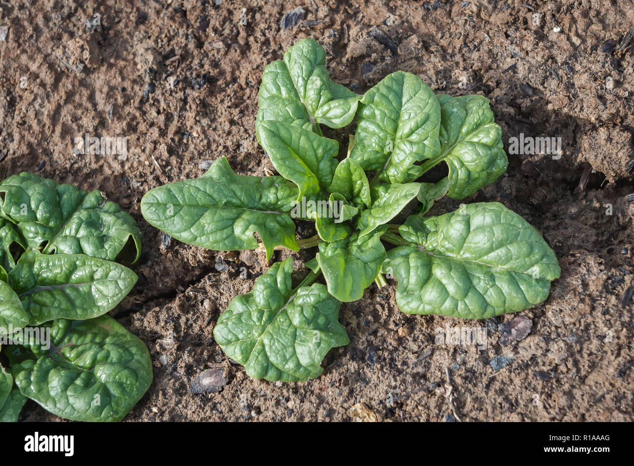 Plantes d'épinards dans le jardin. Banque D'Images