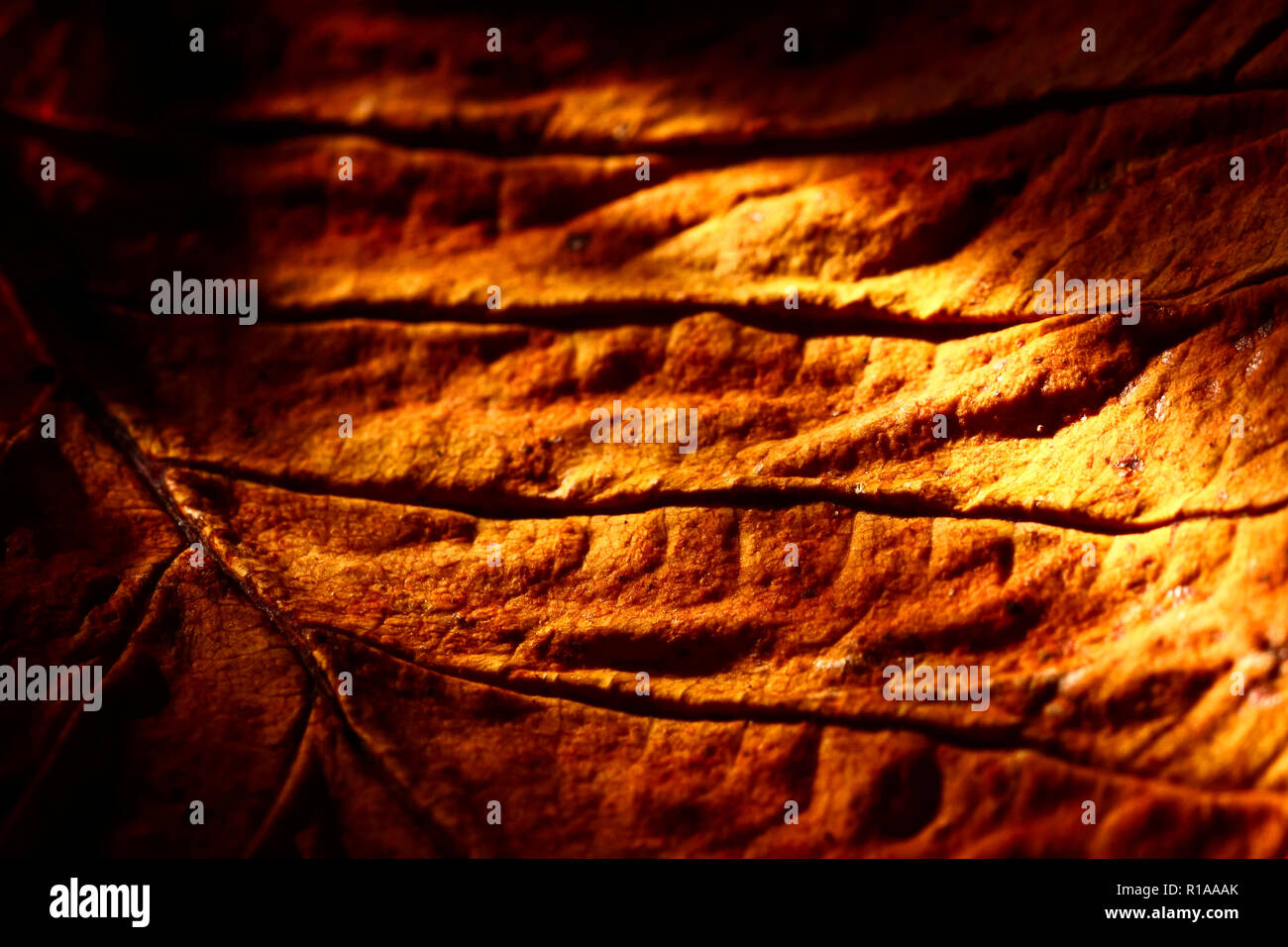 Vue macro d'une feuille d'arbre d'automne Banque D'Images