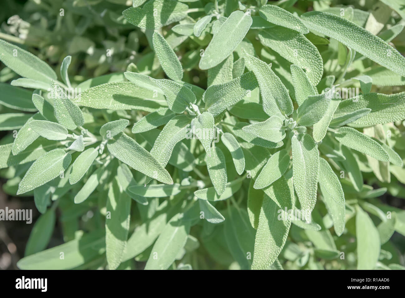 Arrière-plan de feuilles de sauge verte au soleil. Banque D'Images