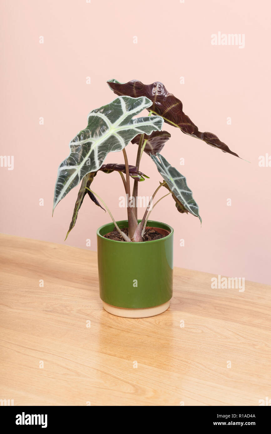 Un Alocasia plante dans un pot vert. Banque D'Images