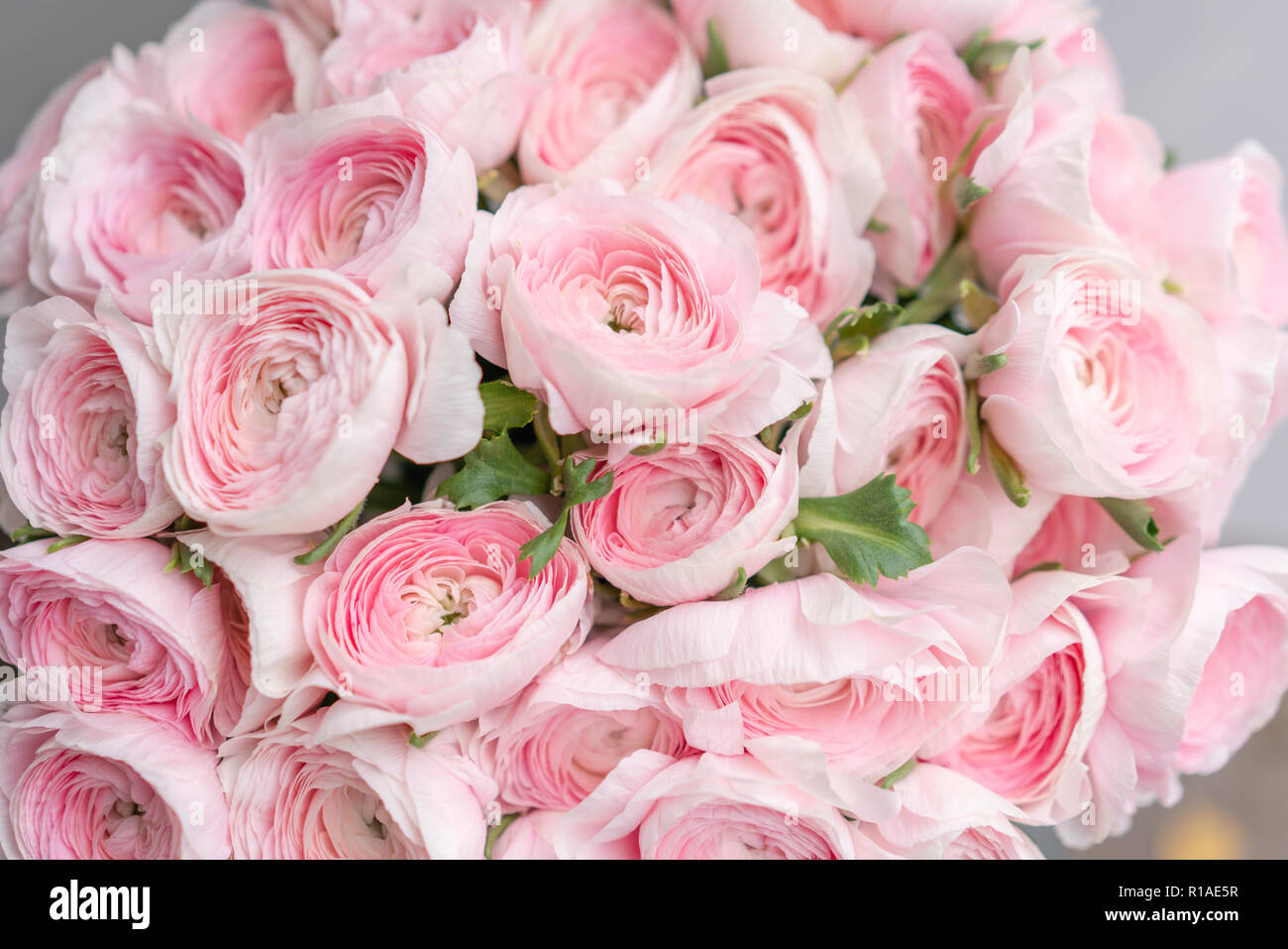 Ranunculus Asiaticus Renoncule Ou Persane Bouquet De Fleurs Rose Pastel Fond Gris Clair Metal Vase Texture Papier Peint Fleurs Photo Stock Alamy