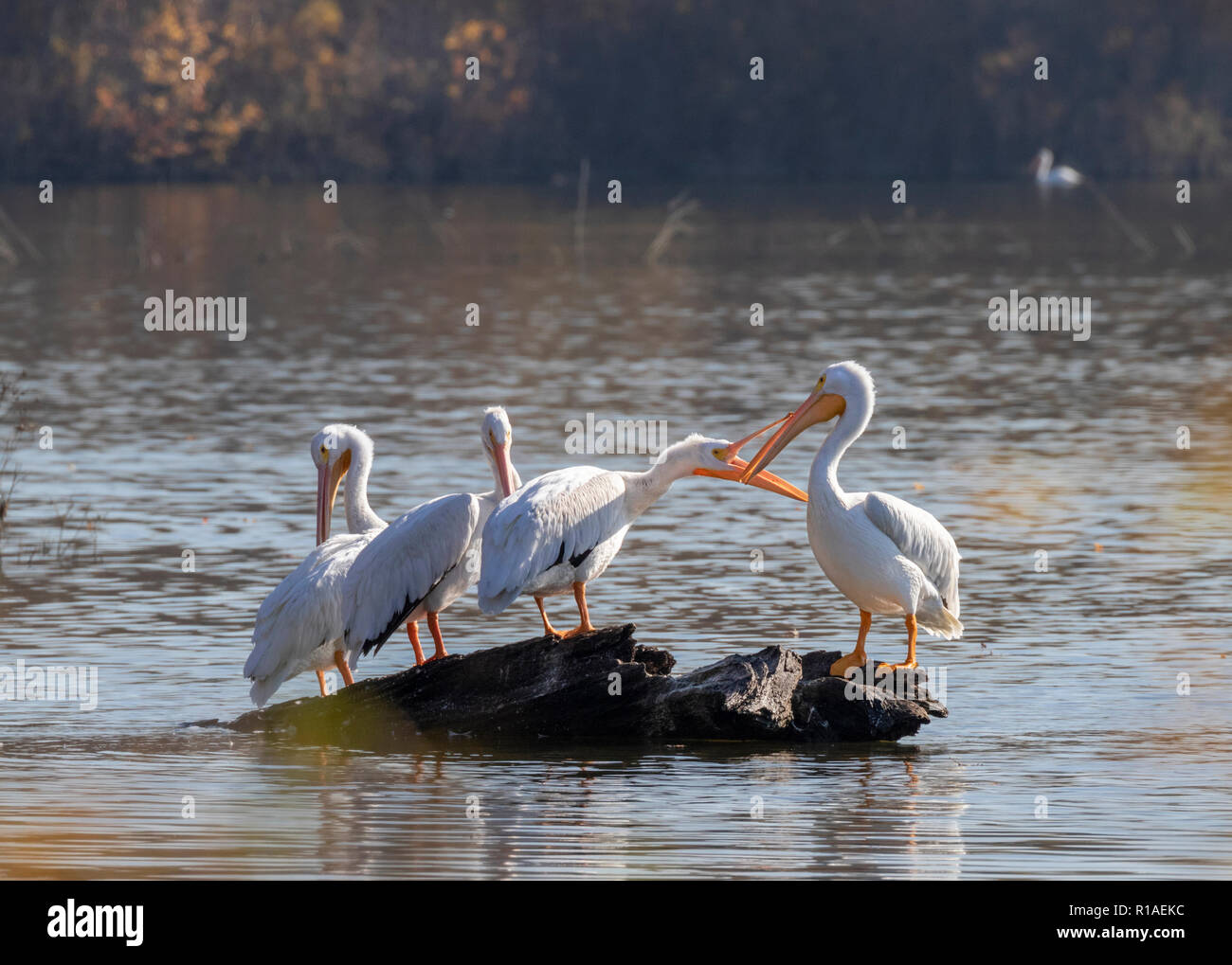 Pélican blanc (Pelecanus erythrorhynchos), un groupe au cours de la migration d'automne sur un lac, Iowa, États-Unis. Banque D'Images