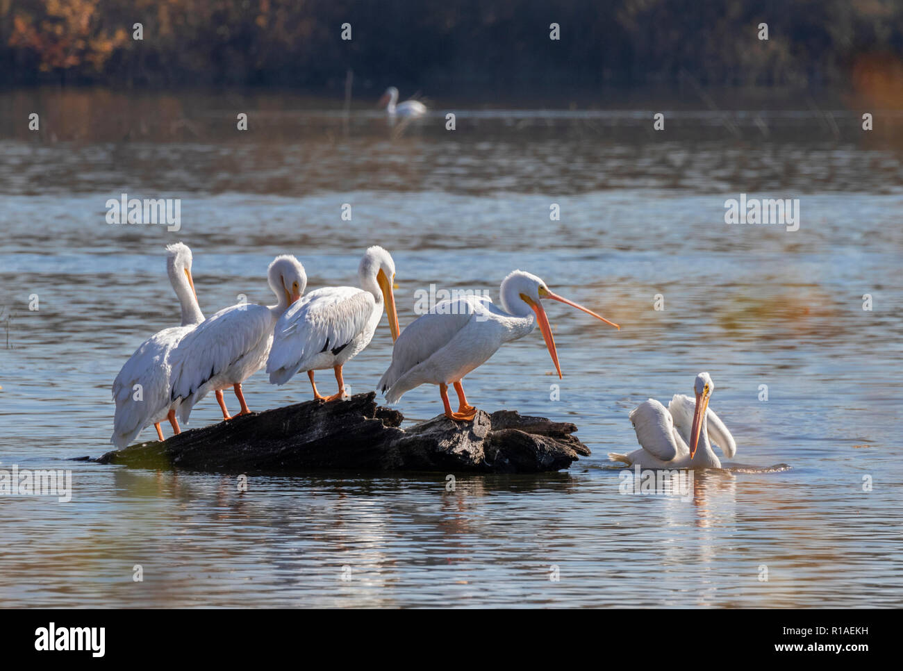 Pélican blanc (Pelecanus erythrorhynchos), un groupe au cours de la migration d'automne sur un lac, Iowa, États-Unis. Banque D'Images