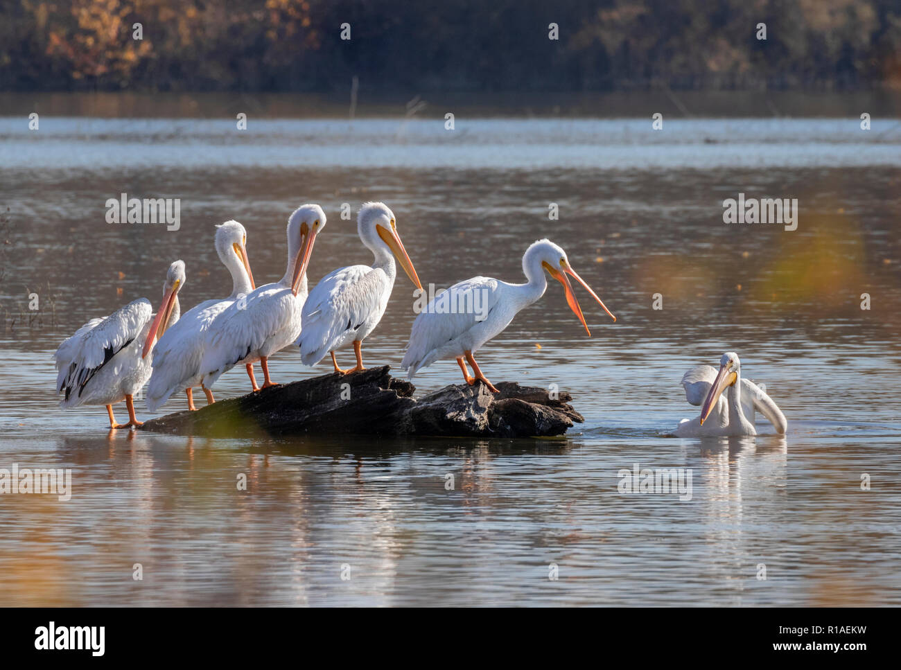 Pélican blanc (Pelecanus erythrorhynchos), un groupe au cours de la migration d'automne sur un lac, Iowa, États-Unis. Banque D'Images