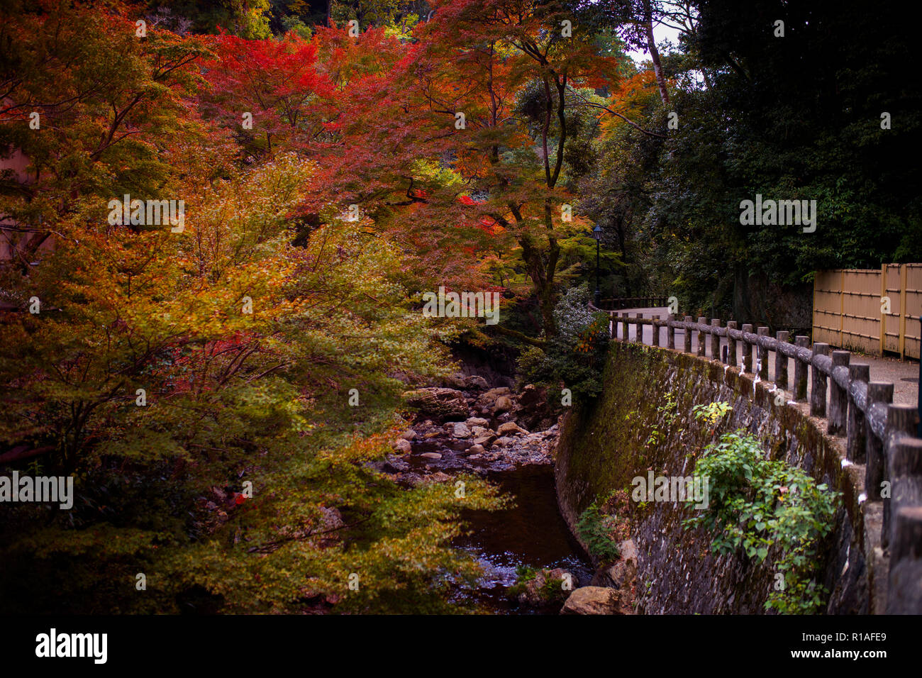 Mino falls une destination de voyage les plus populaires de voir le changement de couleur des feuilles en automne, le Japon Osaka Banque D'Images