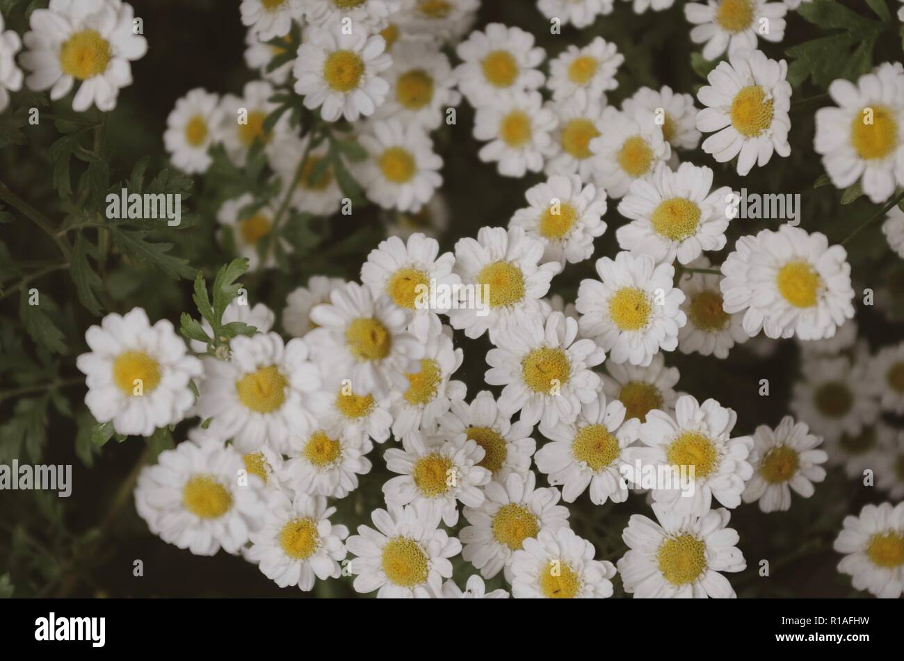 Feverfew medicinal herb Banque D'Images