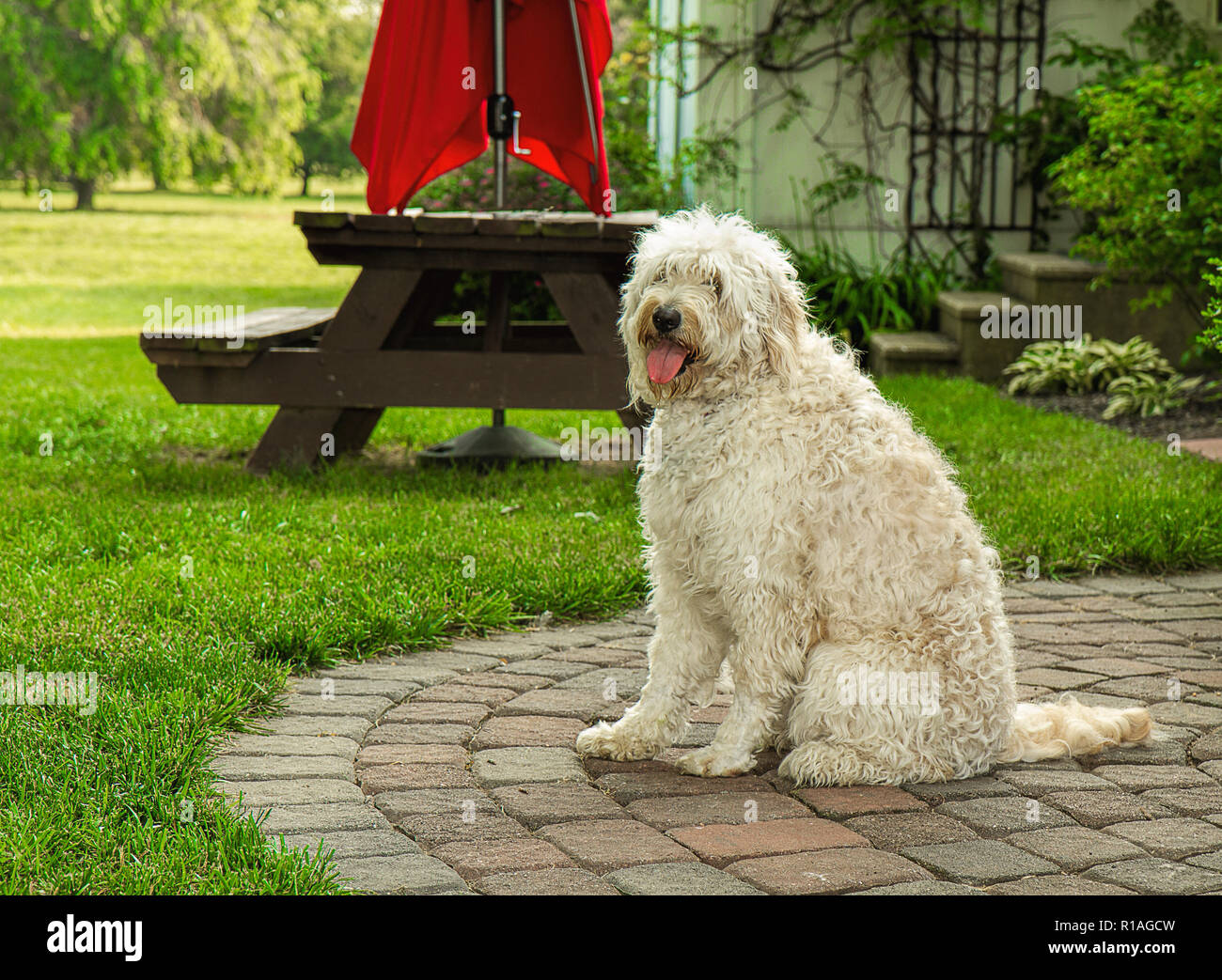 Shaggy blanc Golden Doodle Dog profiter du plein air. Banque D'Images