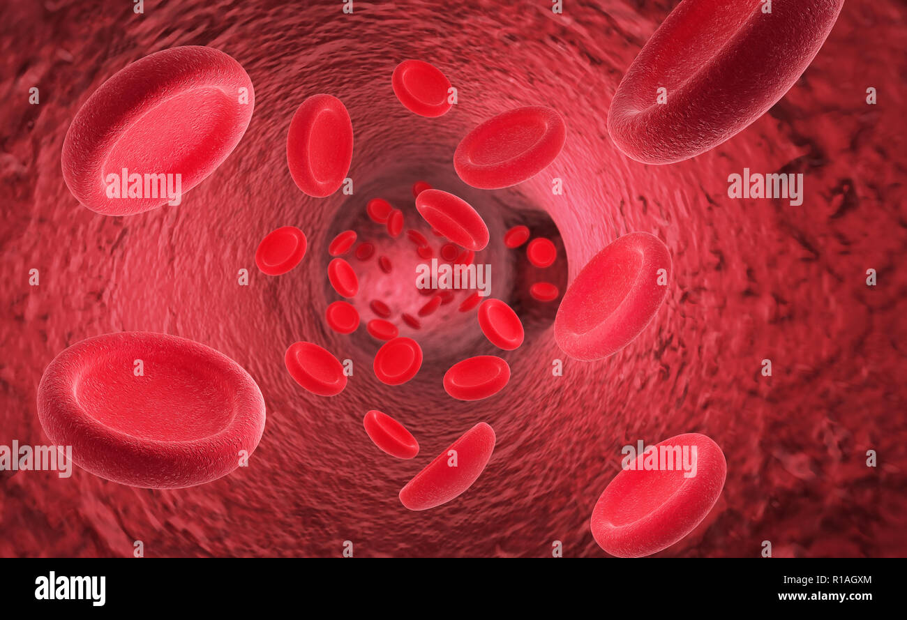 Les érythrocytes globules rouges dans l'intérieur des artères ou des vaisseaux sanguins capillaires montrant des cellules endothéliales et l'écoulement de sang ou d'un ruisseau Human Anatomy model Banque D'Images