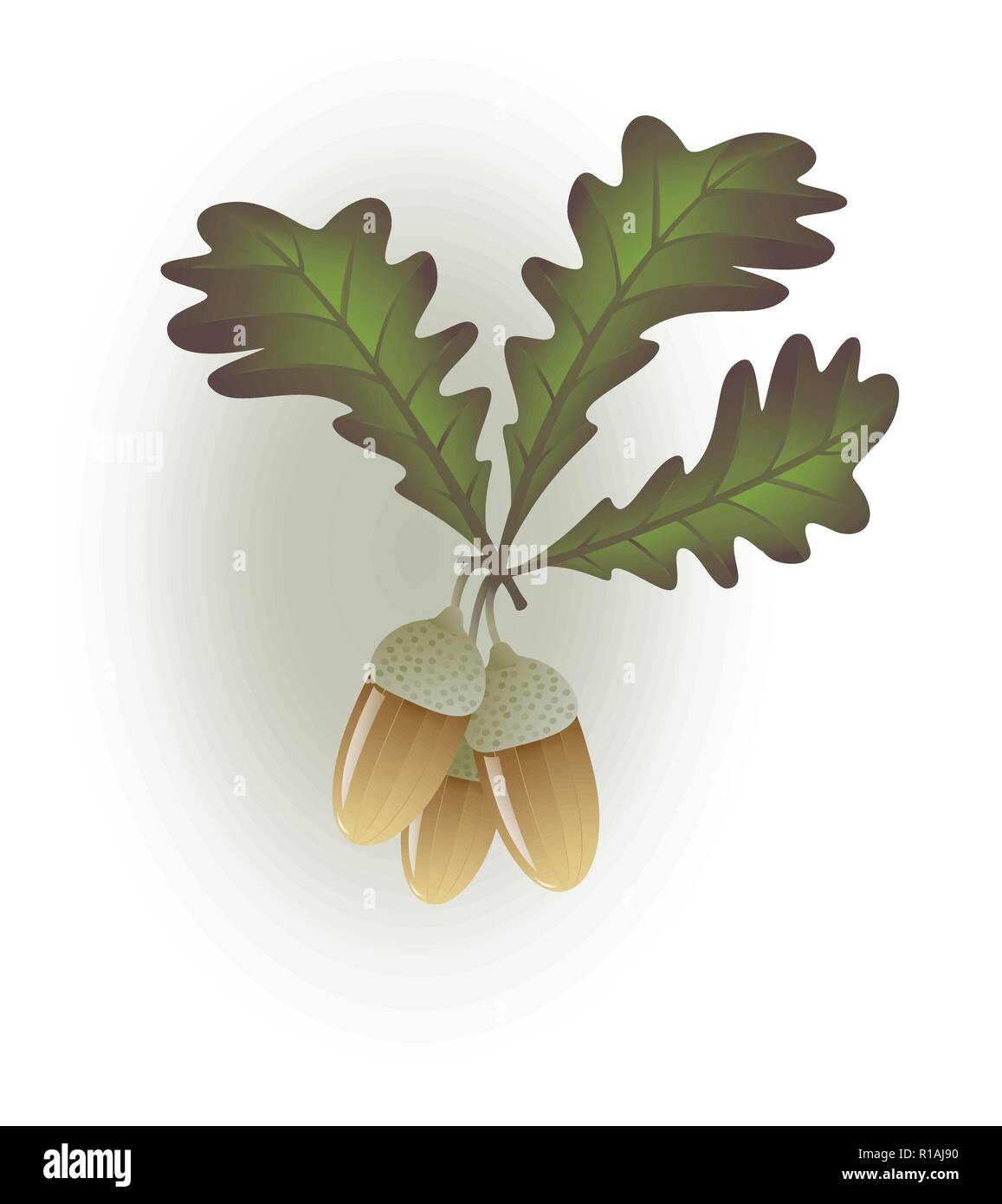 Les feuilles d'un chêne à glands Illustration de Vecteur