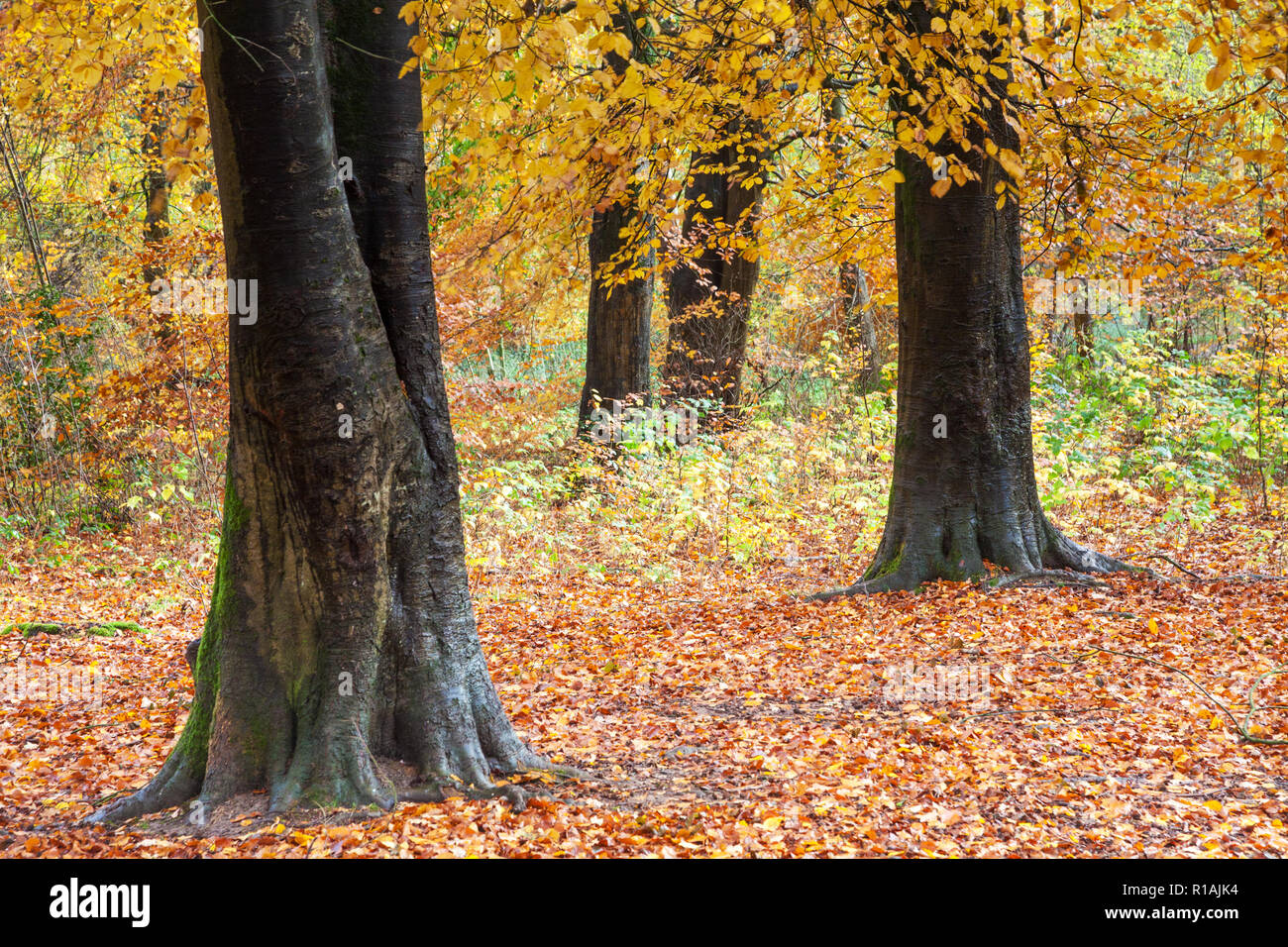 L'automne dans la forêt de Savernake dans le Wiltshire. Banque D'Images