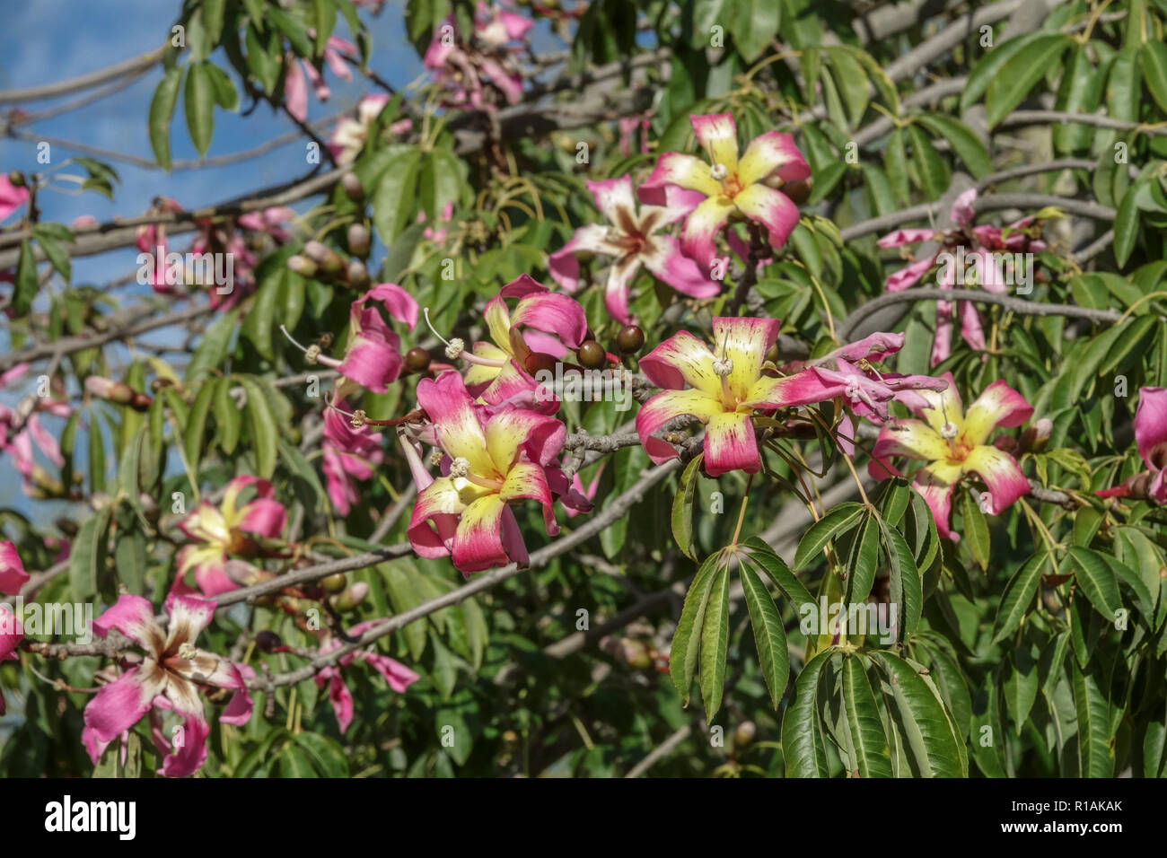 Arbre Ceiba speciosa de soie, fleurs Banque D'Images