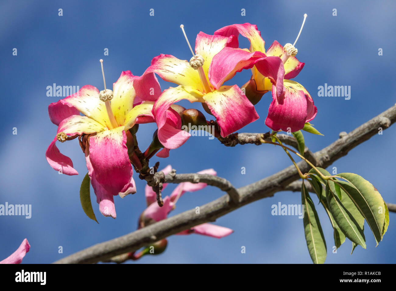 Arbre Ceiba speciosa de soie, fleurs Banque D'Images