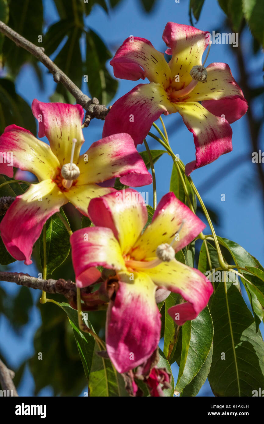 Arbre Ceiba speciosa de soie, fleurs Banque D'Images