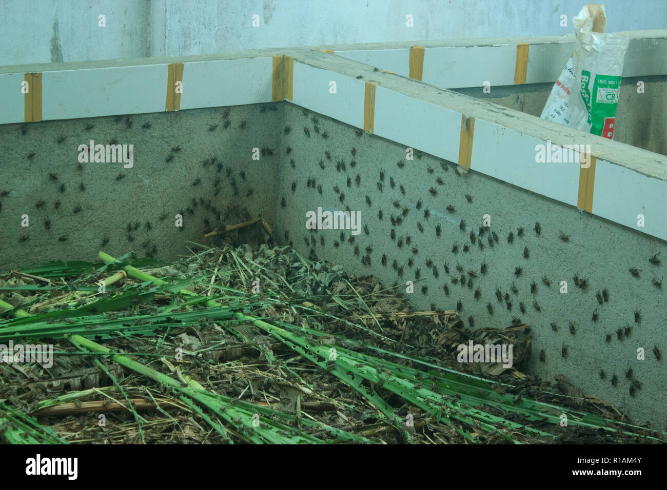 De nombreux criquets dans une ferme d'insectes au vietnam Banque D'Images