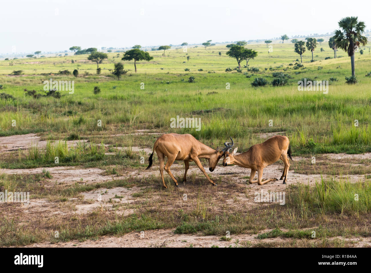 L'Antilope Bubale (2) antilope africaine combats dans Murchison Falls National Park, de l'Ouganda Banque D'Images
