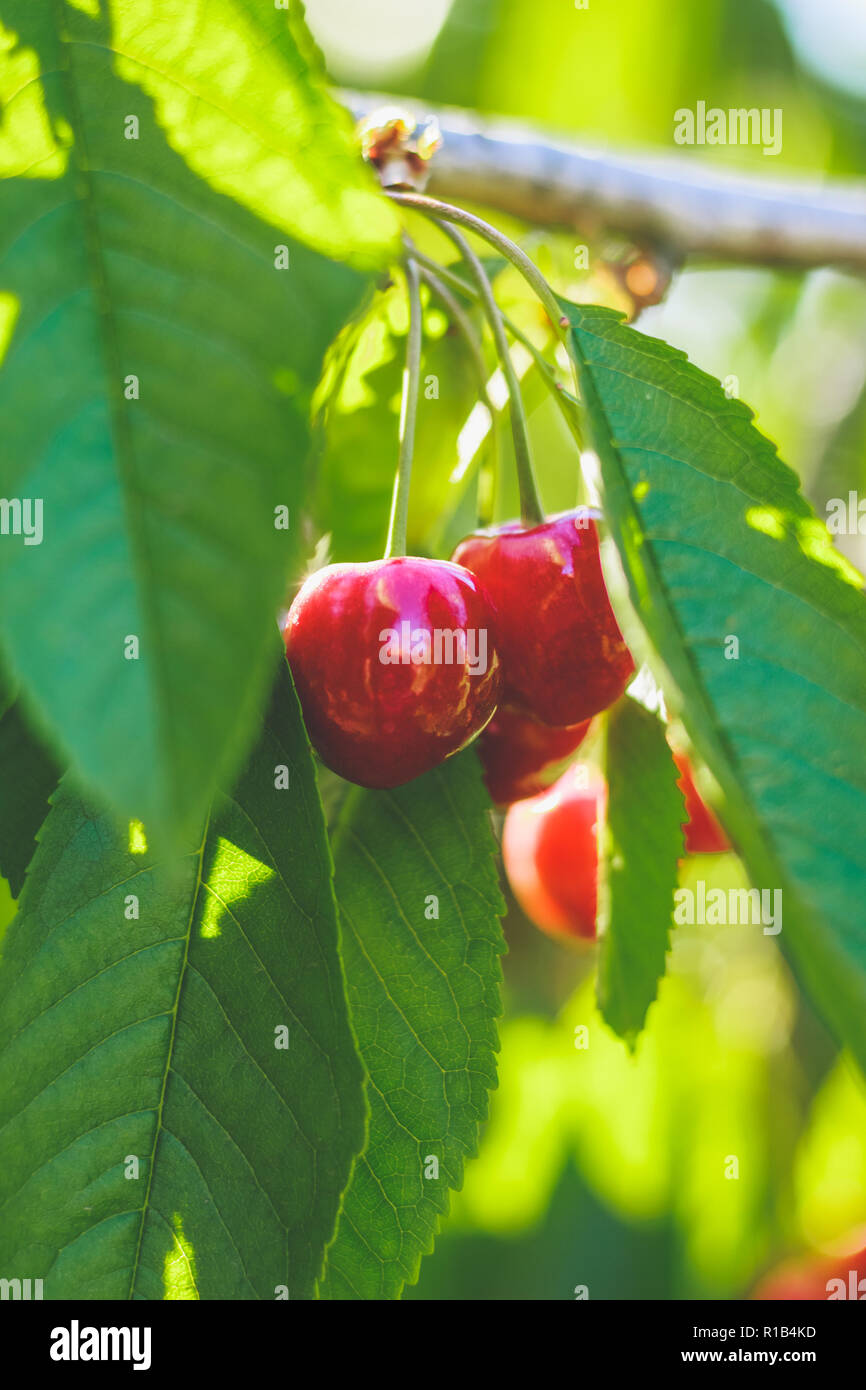 Rouge mûre sweet cherry avec le feuillage de l'arbre Banque D'Images
