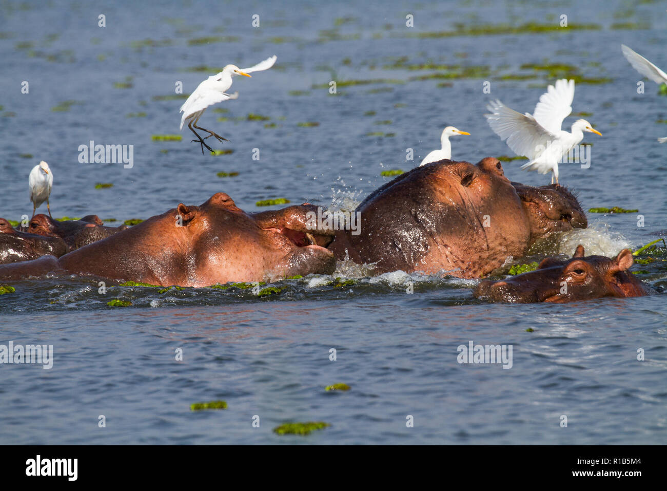 Un groupe d'Hippopotame (Hippopotamus amphibius) dans le Nil, garde-boeufs (Bubulcus ibis) Comité permanent sur les hippopotames. Banque D'Images