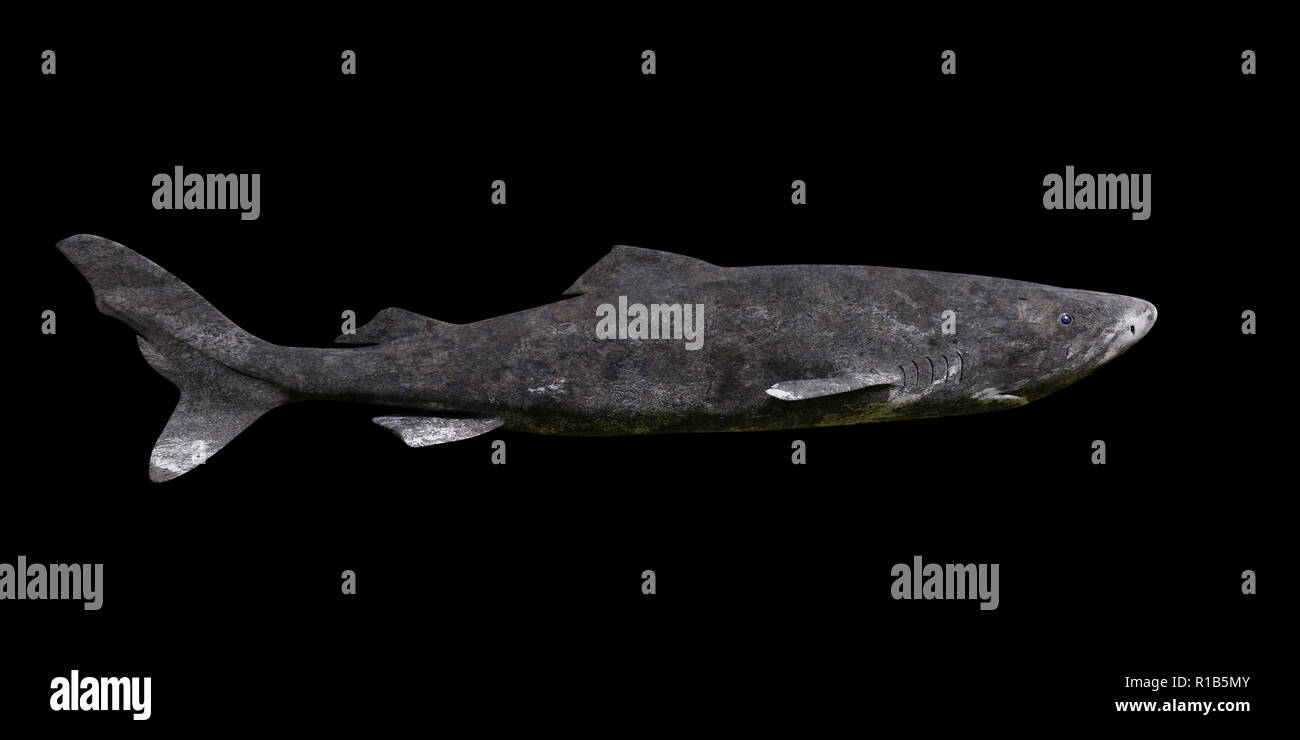 Requin du Groenland isolé sur fond noir, Somniosus microcephalus side view Banque D'Images