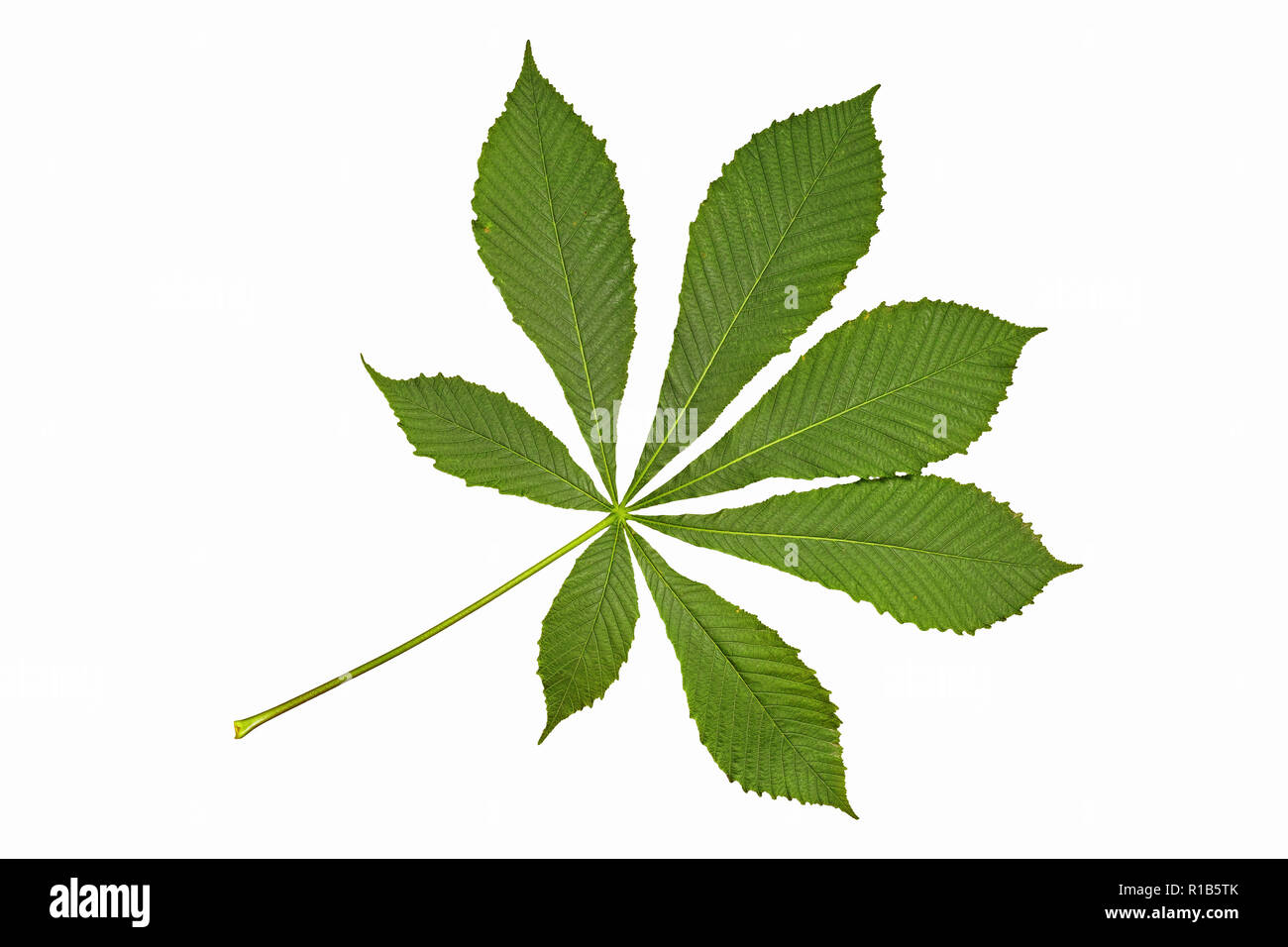 Horse Chestnut leaf, palmately compound Banque D'Images