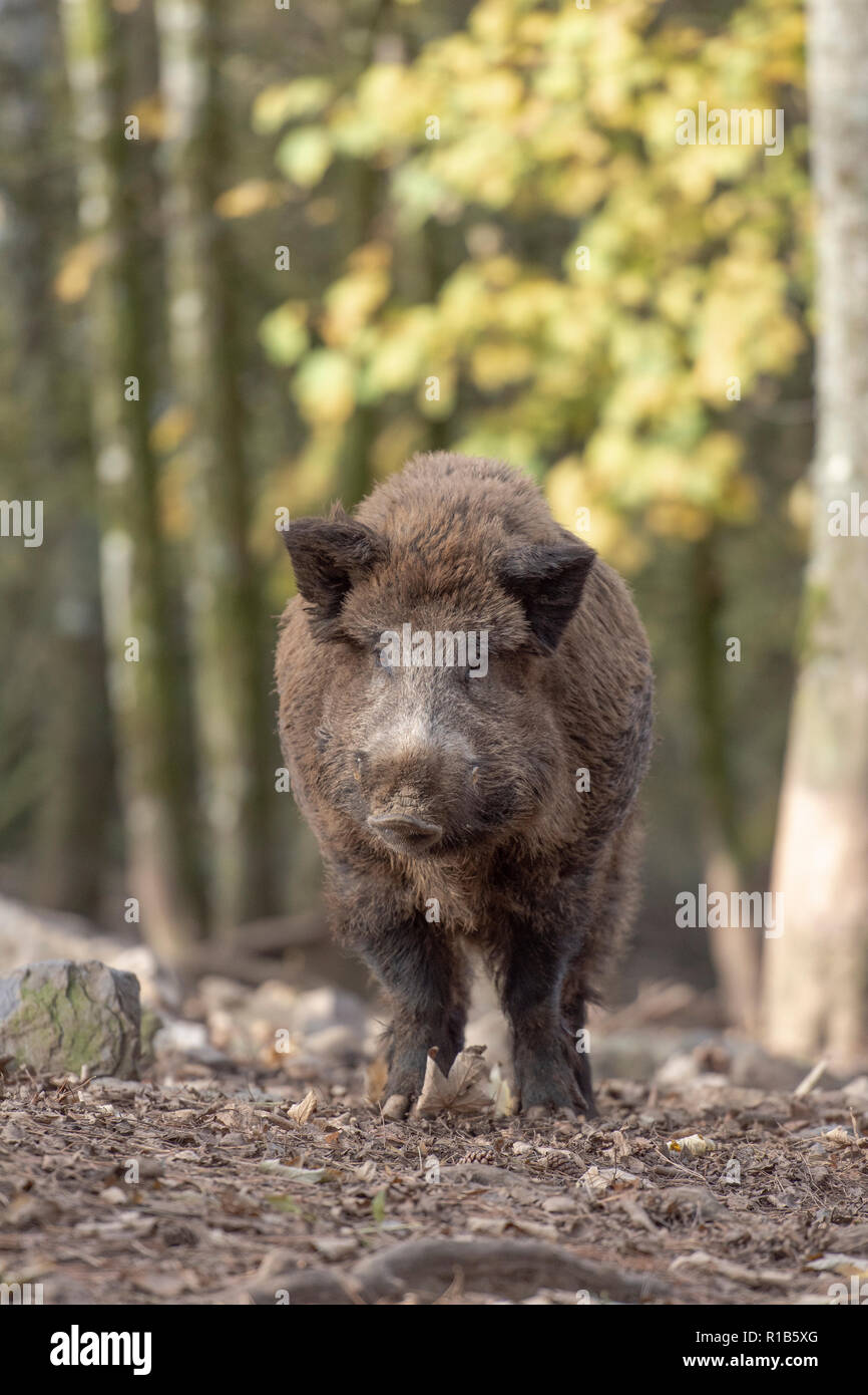 Le sanglier dans la forêt Banque D'Images
