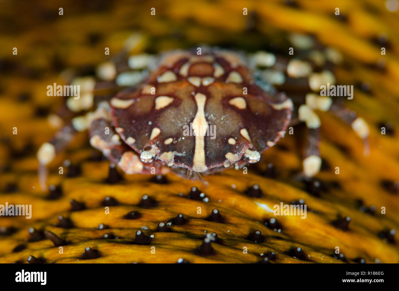 Crabe d'arlequin, Lissocarcinus laevis, sur concombre de mer, famille des Holothuriidae, site de plongée de Rojos,Lembeh Straits, Sulawesi, Indonésie Banque D'Images