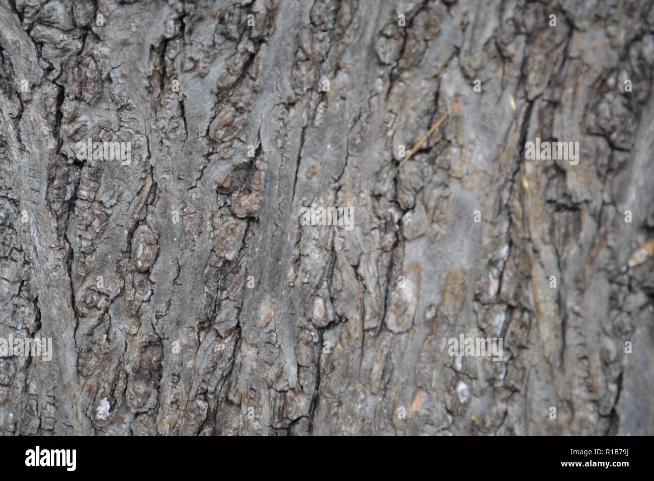 Texture de l’arbre Banque D'Images