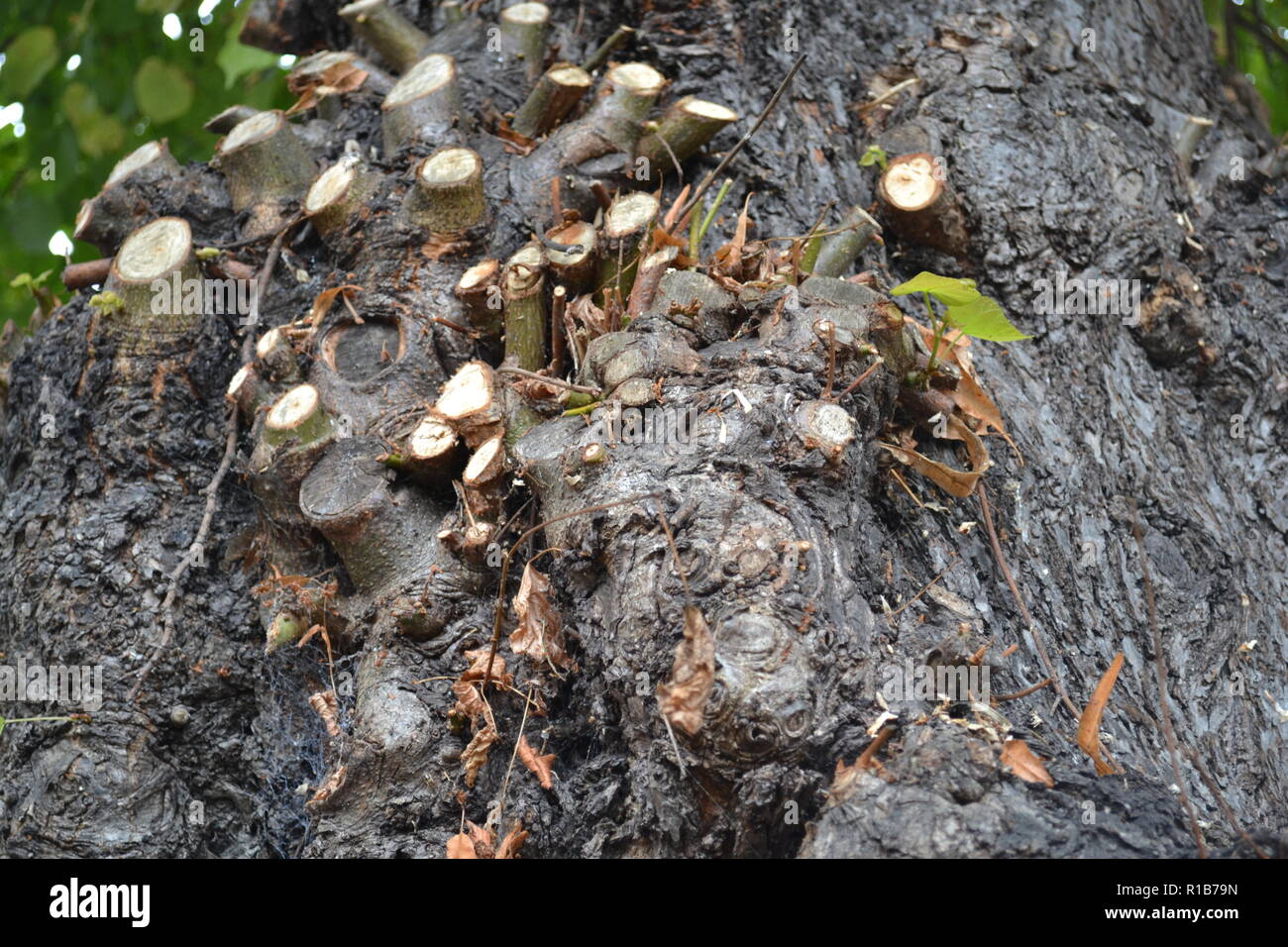 Texture de l’arbre Banque D'Images
