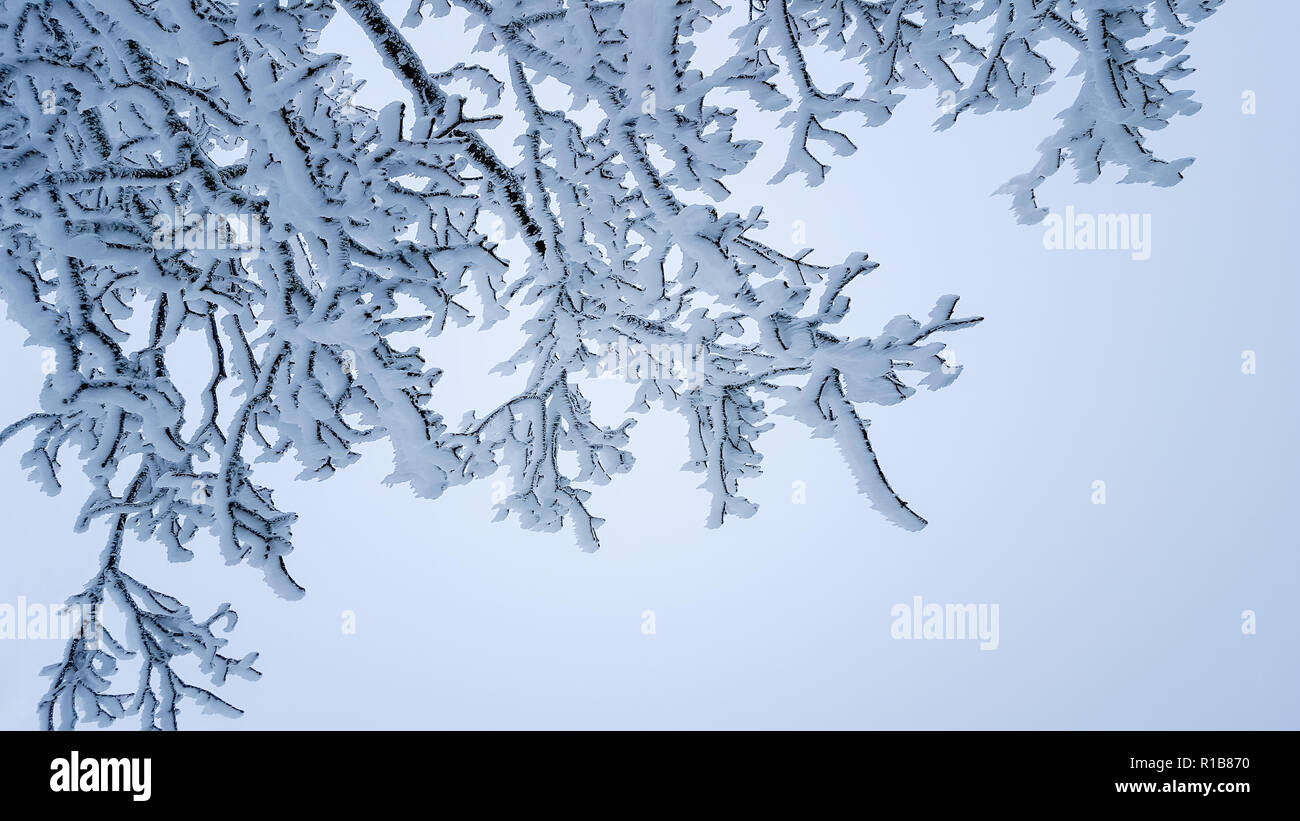 Fond d'hiver : les branches d'arbres couverts de neige sur une journée froide with copy space Banque D'Images