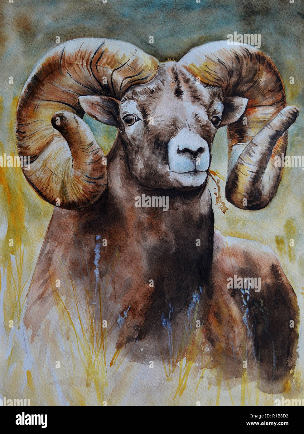 Un grand homme brun avec des grandes cornes ram regarde droit devant. Peinture Aquarelle réaliste. Brown gamme de nuances de couleur. L'illustration. Disponible Banque D'Images Un grand homme brun avec des grandes cornes ram regarde droit devant. Peinture Aquarelle réaliste. Brown gamme de nuances de couleur. L'illustration. Disponible Banque D'Images