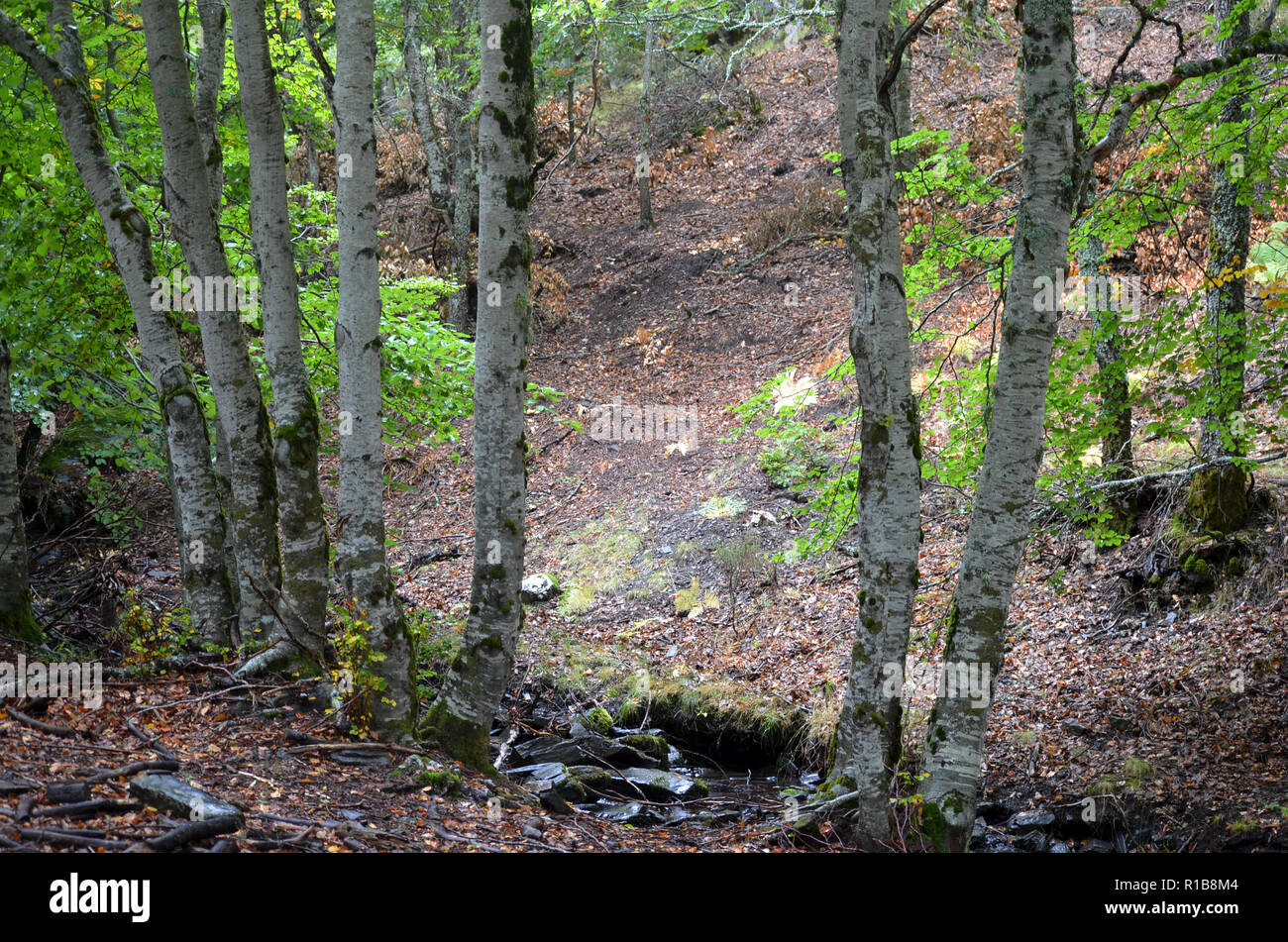 Tejera Negra forêts de hêtres et de chênes dans la Sierra de Ayllón, Guadalajara, centre de l'Espagne Banque D'Images