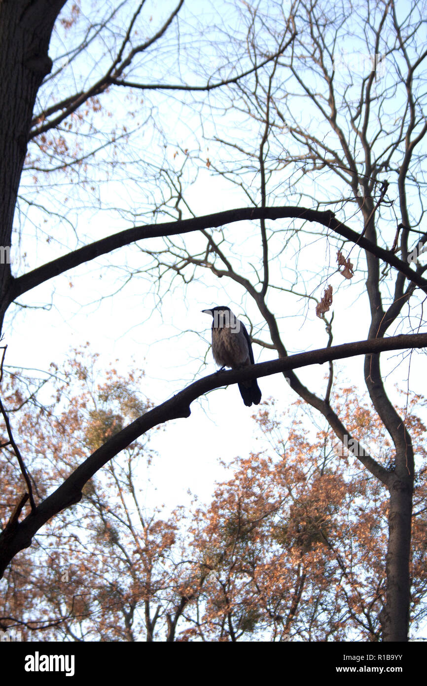 Automne oiseau sur branche d'arbre sans feuilles Banque D'Images