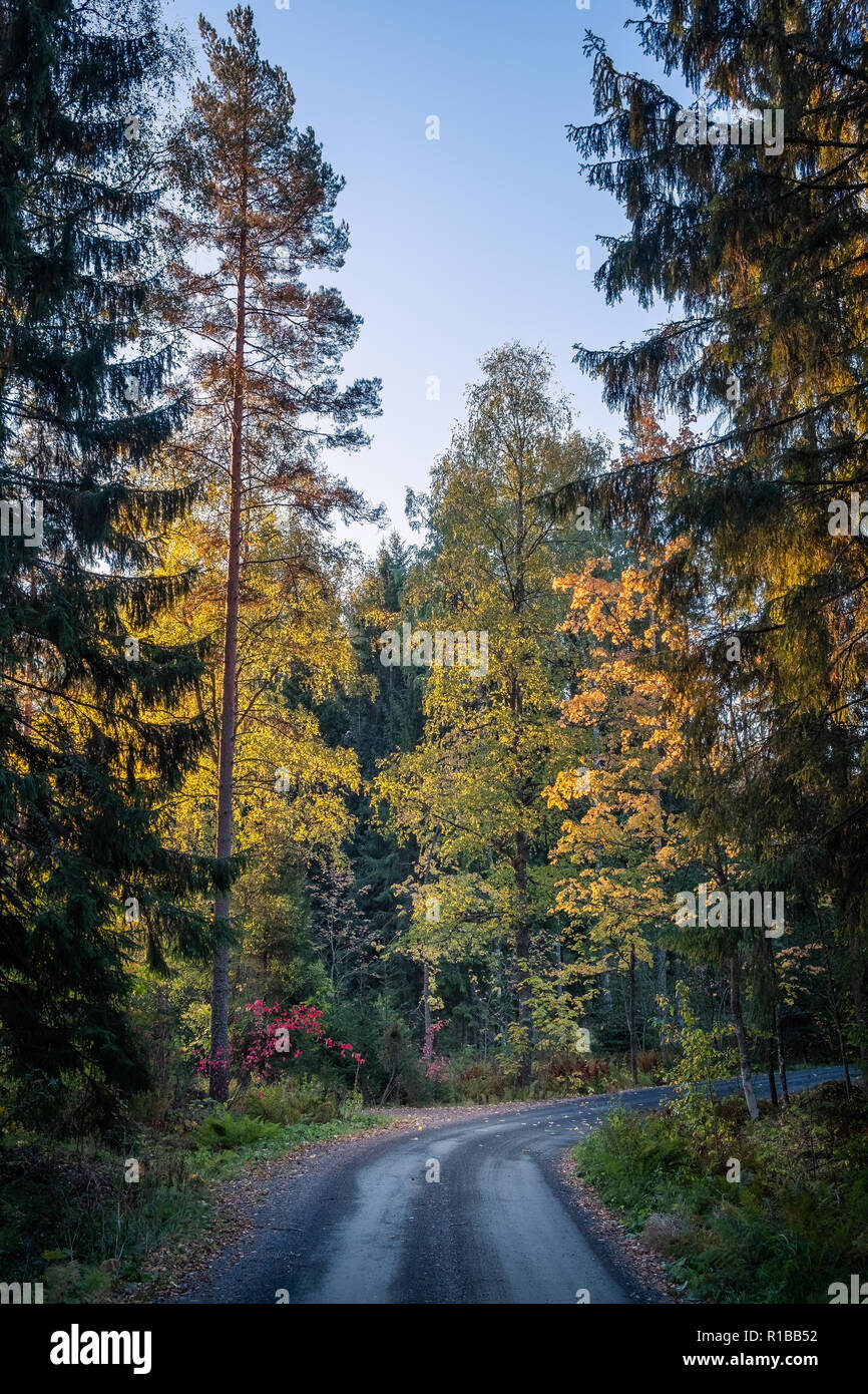 Route idyllique paysage aux couleurs d'automne et à l'éclairage d'automne matin en Finlande. Banque D'Images