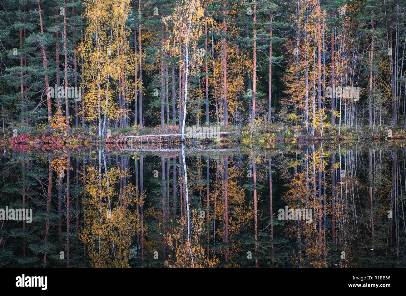 Belle vue sur la réflexion de l'eau avec des couleurs d'automne et lac au jour d'automne en Finlande. Banque D'Images