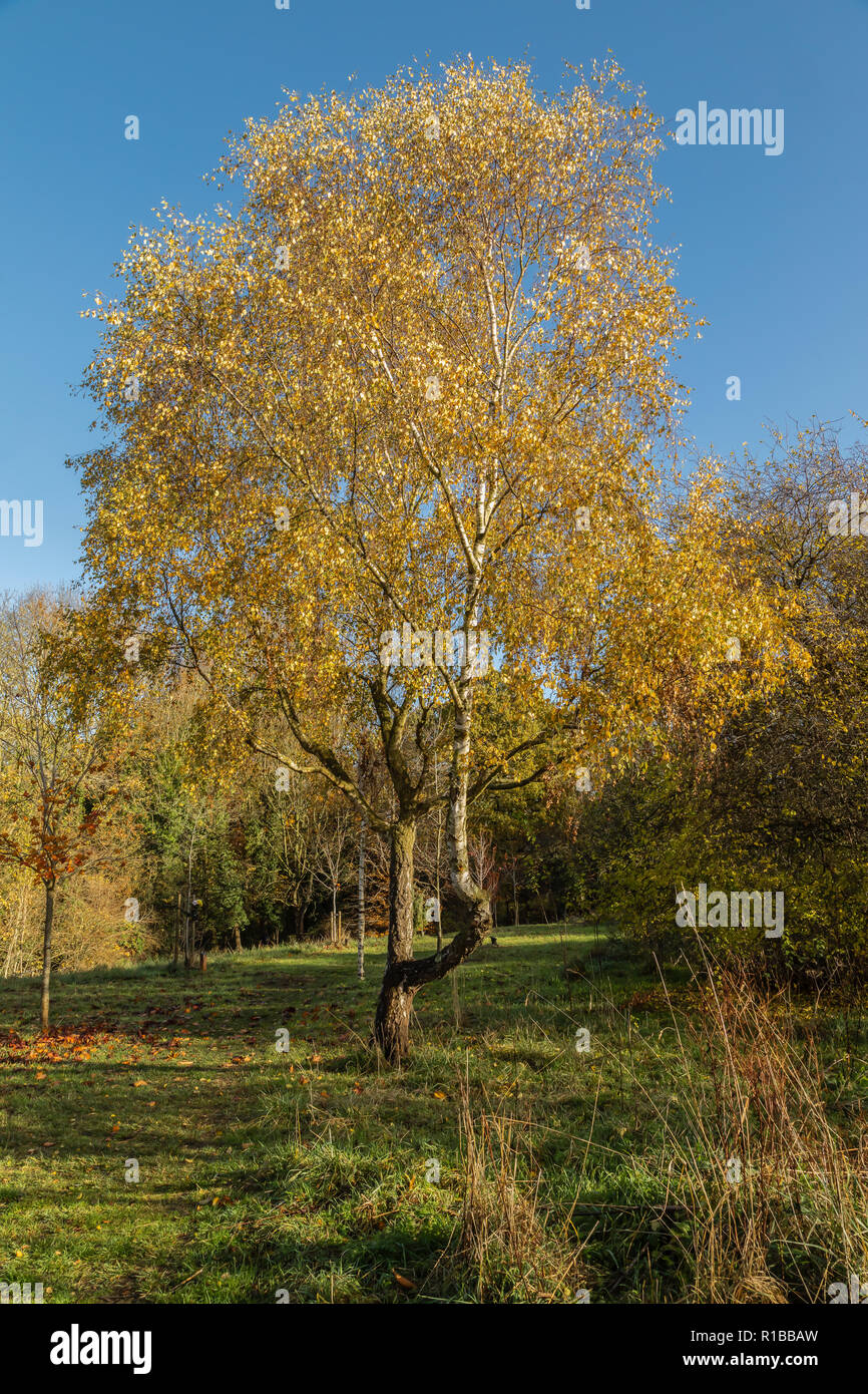 L'image d'une forme inhabituelle d'arbres de bouleau verruqueux (Betula pendula) en automne. Tourné dans un parc du Leicestershire, Angleterre, RU Banque D'Images