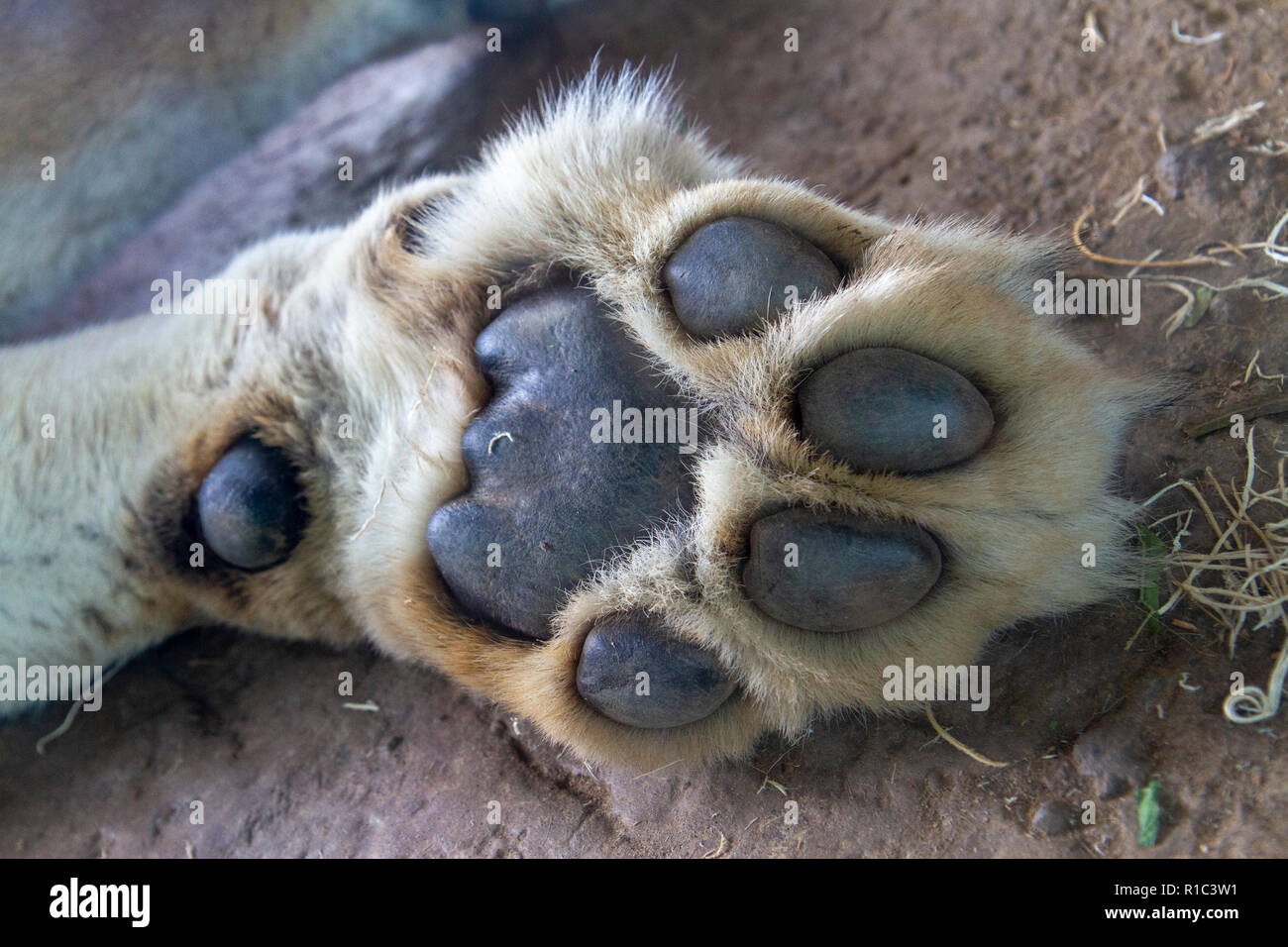Close up de la patte d'un lion femelle de couchage dans le San Diego Zoo Safari Park, Escondido, CA, United States Banque D'Images
