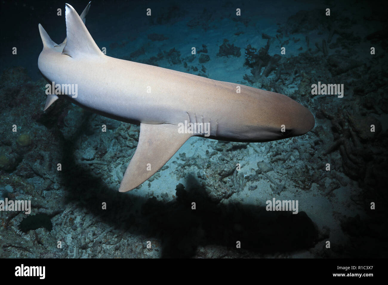 Whitetip reef shark (Triaenodon obesus) chasse dans la nuit sous l'eau dans la Grande Barrière de Corail de l'Australie Banque D'Images
