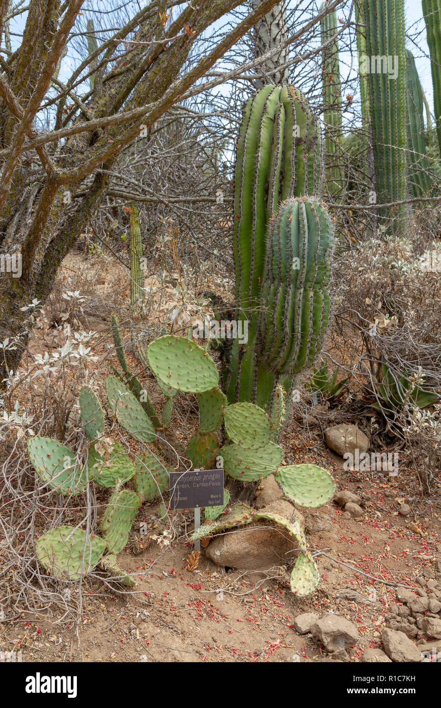 Cardon, Cardonpelon (Pachycereus pringlei) dans l'Ancien Monde et le Baja Jardin succulentes Jardin, San Diego Zoo Safari Park, Escondido, CA, USA. Banque D'Images